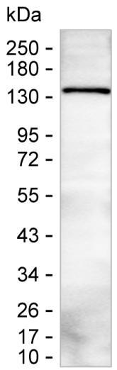 PLCB2